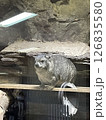 キボシイワハイラックス 126835580