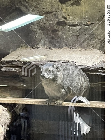 キボシイワハイラックス 126835580