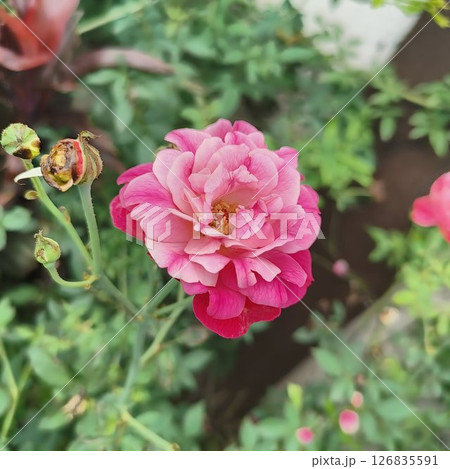 Pink Rose in Bloom with Green Garden Background 126835591