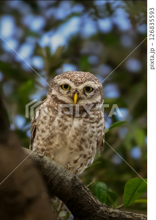 Spotted Owl with Yellow Eyes in Forest calm and clear image ideal for nature, wildlife, 126835593
