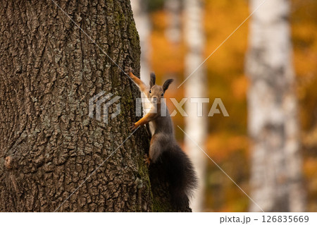 落ち葉の中のエゾリス・8 落ち葉の中のエゾリス・8 126835669
