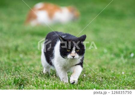 うららかな春日和に映える猫「近寄ってくる猫」 126835750