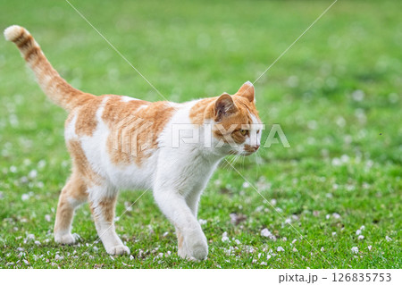 うららかな春日和に映える猫「お散歩中の猫」 うららかな春日和に映える猫「お散歩中の猫」 126835753