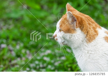 うららかな春日和に映える猫「猫の横顔」 うららかな春日和に映える猫「猫の横顔」 126835785