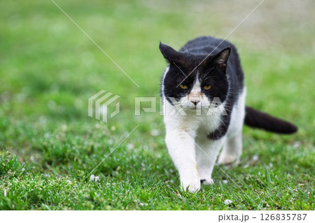 うららかな春日和に映える猫「近寄ってくる猫」 126835787