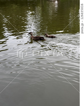 穏やかな水面に並んで泳ぐ鴨の親子(6月・公園) 穏やかな水面に並んで泳ぐ鴨の親子(6月・公園) 126835816