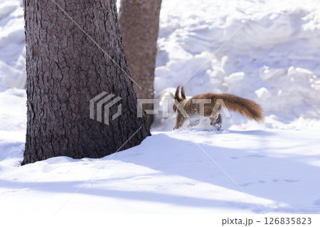 雪の中のエゾリス・6 126835823