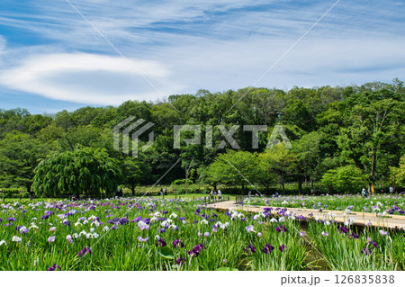 東京都 東村山市 北山公園菖蒲苑 東村山菖蒲まつり 東京都 東村山市 北山公園菖蒲苑 東村山菖蒲まつり 126835838