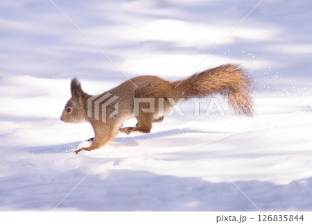 雪の中のエゾリス・12 126835844