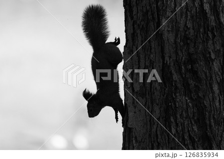 走るエゾリス・1 走るエゾリス・1 126835934