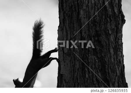 走るエゾリス・2 走るエゾリス・2 126835935