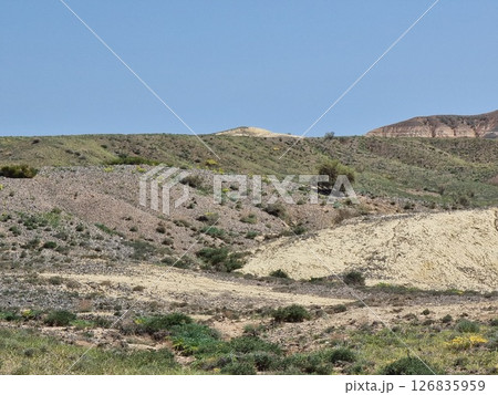 Amazing Desert Landscape In Spring 126835959