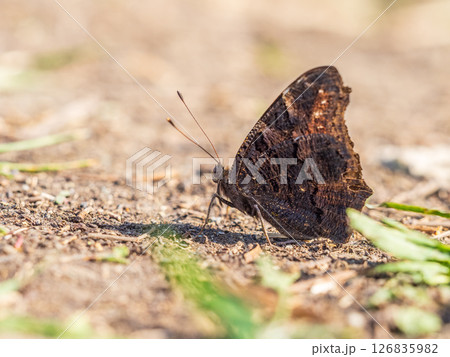 Peacock butterfly on the ground among the grass Peacock butterfly on the ground among the grass 126835982