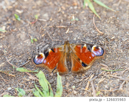 Peacock butterfly on the ground among the grass Peacock butterfly on the ground among the grass 126835983