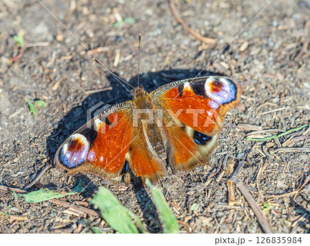 Peacock butterfly on the ground among the grass Peacock butterfly on the ground among the grass 126835984