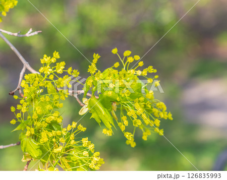 Blooming Norway Maple, Acer platanoides, in beautiful light 126835993