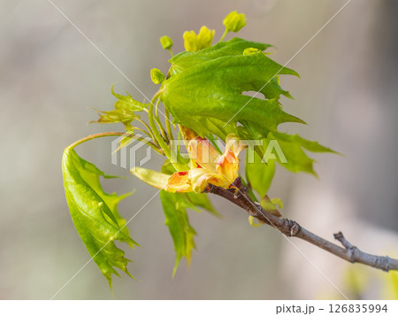 Blooming Norway Maple, Acer platanoides, in beautiful light 126835994