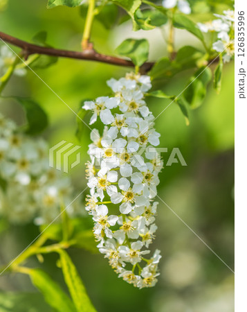 White flowers blooming bird cherry. Close-up of a Flowering Prunus padus Tree with White Little Blossoms 126835996