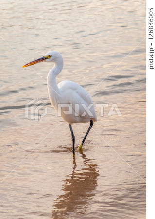 Great egret (Ardea alba), a medium-sized white heron fishing on the sea beach 126836005