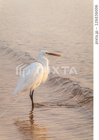 Great egret (Ardea alba), a medium-sized white heron fishing on the sea beach Great egret (Ardea alba), a medium-sized white heron fishing on the sea beach 126836006