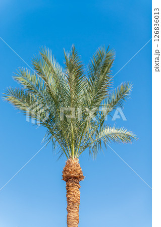Palm tree with green leaves on blue background Palm tree with green leaves on blue background 126836013