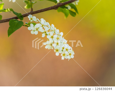 White flowers blooming bird cherry. Close-up of a Flowering Prunus padus Tree with White Little Blossoms White flowers blooming bird cherry. Close-up of a Flowering Prunus padus Tree with White Little Blossoms 126836044