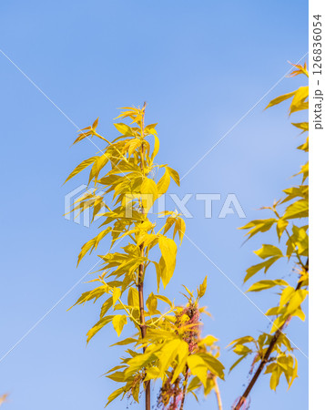 Acer negundo, Box elder, boxelder, ash-leaved and maple ash, Manitoba, elf, ashleaf maple male inflorescences and flowers on branch outdoor. 126836054