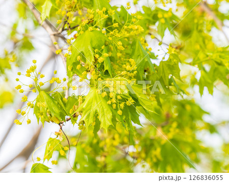 Blooming Norway Maple, Acer platanoides, in beautiful light 126836055