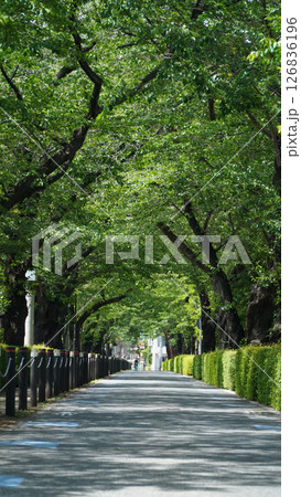 東京 東京都 初夏 126836196
