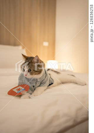 travel japan concept with scottish cat wear japan style cloth travel japan concept with scottish cat wear japan style cloth 126836258