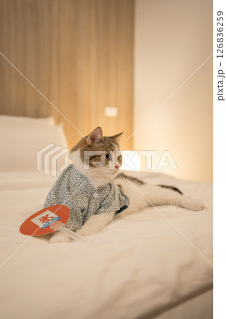 travel japan concept with scottish cat wear japan style cloth 126836259