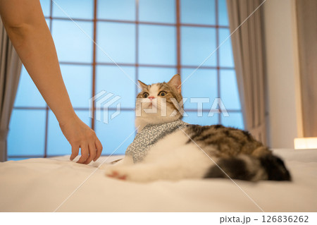 travel japan concept with scottish cat wear japan style cloth 126836262