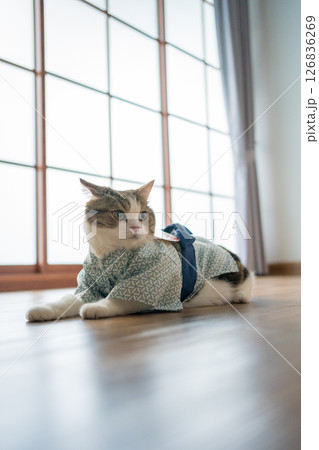 travel japan concept with scottish cat wear japan style cloth 126836269