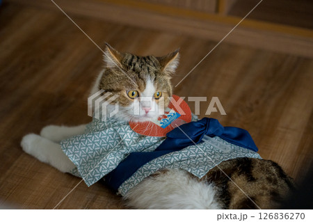 travel japan concept with scottish cat wear japan style cloth 126836270