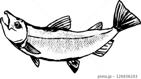 鮭の線画イラスト 126836283