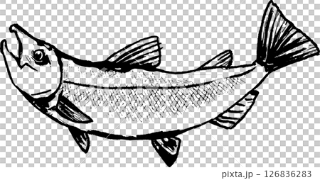 鮭の線画イラスト 126836283
