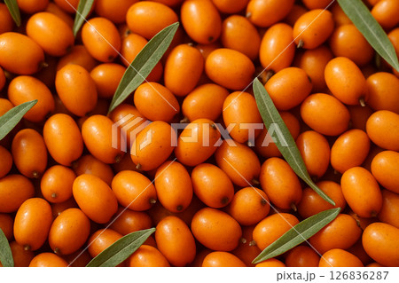 サジー、シーバックソーン果実と葉のクローズアップ 健康食品素材 サジー、シーバックソーン果実と葉のクローズアップ 健康食品素材 126836287