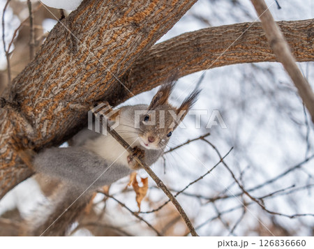 The squirrel with nut sits on tree in the winter or late autumn The squirrel with nut sits on tree in the winter or late autumn 126836660