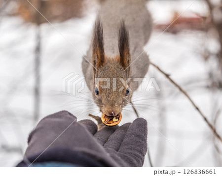 Squirrel eats nuts from a man's hand. Caring for animals in winter or autumn. Squirrel eats nuts from a man's hand. Caring for animals in winter or autumn. 126836661