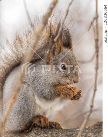 The squirrel with nut sits on tree in the winter or late autumn The squirrel with nut sits on tree in the winter or late autumn 126836664