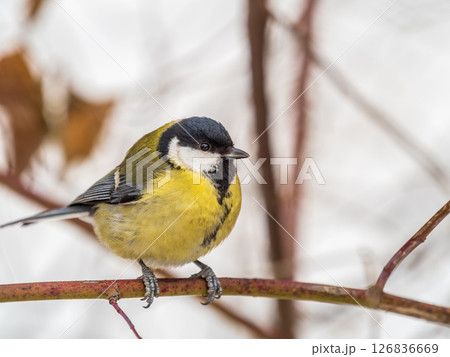 Cute bird Great tit, songbird sitting on a branch without leaves in the autumn or winter. 126836669