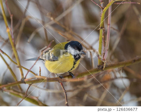 Cute bird Great tit, songbird sitting on a branch without leaves in the autumn or winter. Cute bird Great tit, songbird sitting on a branch without leaves in the autumn or winter. 126836677
