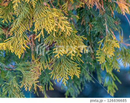 Autumn Thuja branches in the sunset light. 126836685