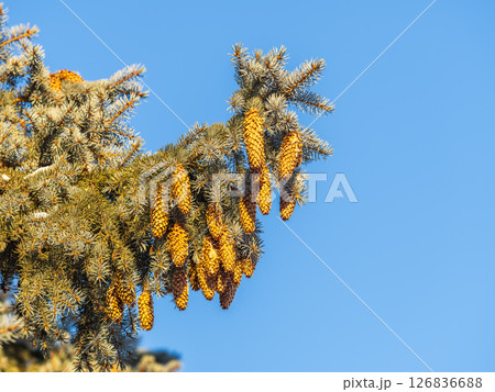 Green spruce branches with needles and cones against a blue sky in winter. Many cones on spruce. Fir tree. Green spruce branches with needles and cones against a blue sky in winter. Many cones on spruce. Fir tree. 126836688
