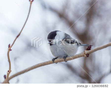 Cute bird the willow tit, song bird sitting on a branch without leaves in the winter. 126836692