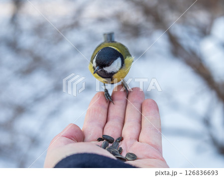 A tit sits on a man's hand and eats seeds. A tit sits on a man's hand and eats seeds. 126836693