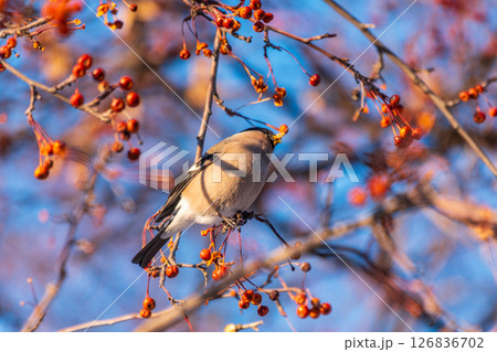 Bullfinch sitting on a branch. Beautiful bird with a red breast on a branch in winter. 126836702