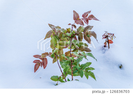 Green leaves of a shrub stand out against a snow-covered ground, showcasing the resilience of nature during winter. 126836703