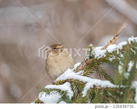 Sparrow sits on a fir branch in the sunset light. 126836716