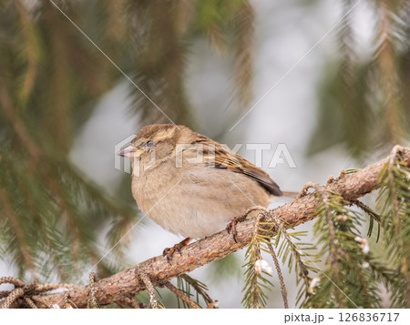 Sparrow sits on a fir branch in the sunset light. 126836717